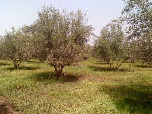 Vente Ferme 21H à Mzodia 
