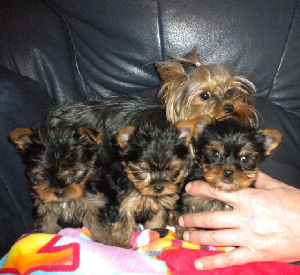 chiots yorkshire toye 