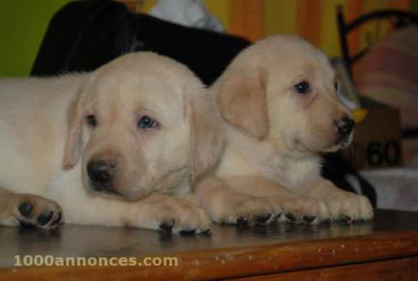 Animaux domestiques الحيوانات الأليفة