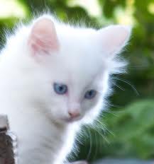 Animaux domestiques الحيوانات الأليفة