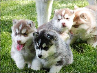 Animaux domestiques الحيوانات الأليفة