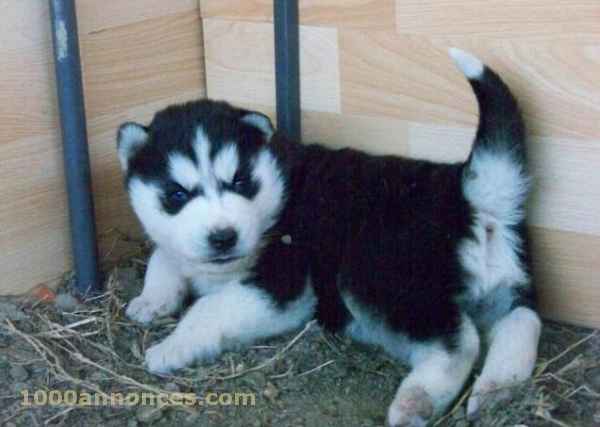 Animaux domestiques الحيوانات الأليفة