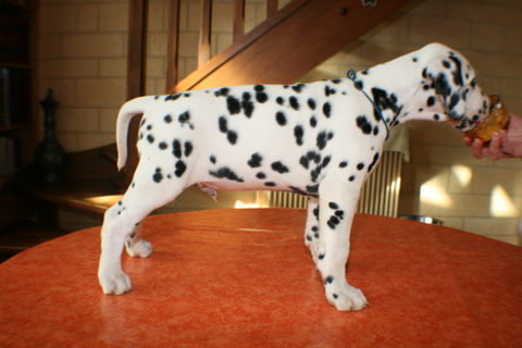 Animaux domestiques الحيوانات الأليفة