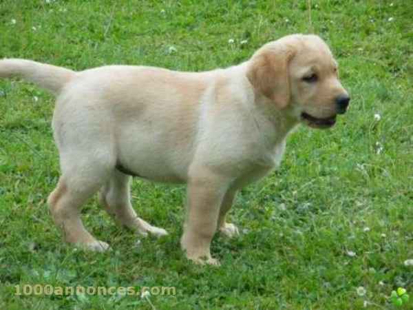Animaux domestiques الحيوانات الأليفة
