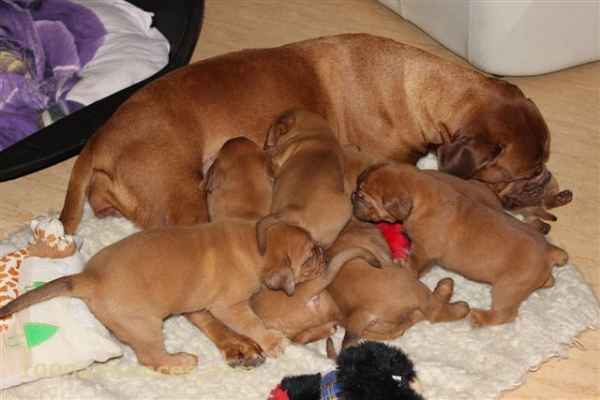 Animaux domestiques الحيوانات الأليفة