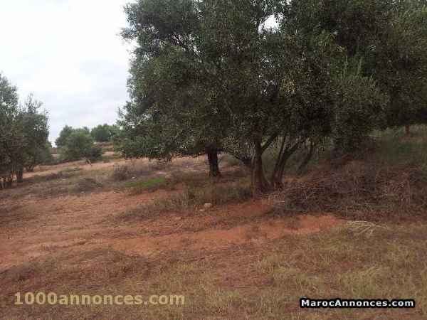 Terrain, Ferme اراضي و مزارع