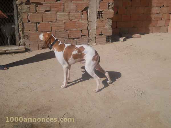 Animaux domestiques الحيوانات الأليفة