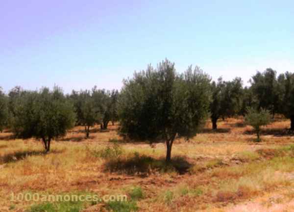 Terrain, Ferme اراضي و مزارع