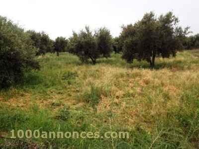 Terrain, Ferme اراضي و مزارع