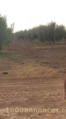 Terrain, Ferme اراضي و مزارع