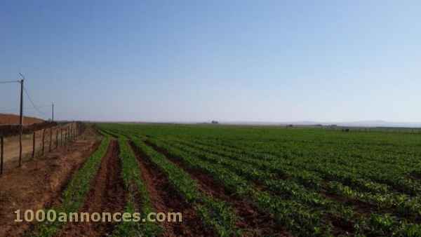 Terrain, Ferme اراضي و مزارع