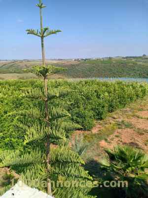 Terrain, Ferme اراضي و مزارع